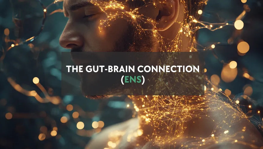 The brain-gut connection (ENS) hero image