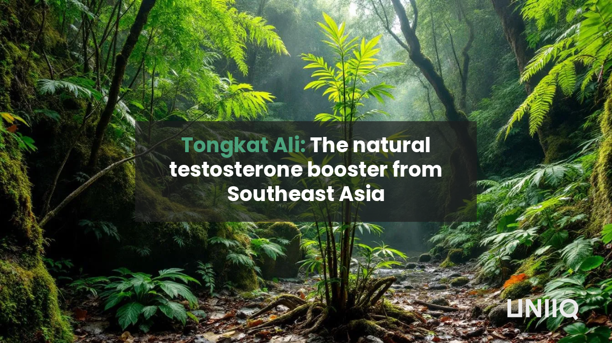 Tongkat Ali: The natural testosterone booster from Southeast Asia